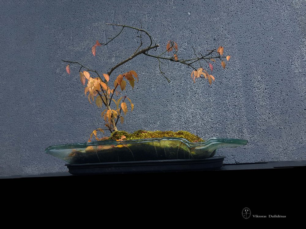 Stiklo bonsai Viktoras Dailidenas (6)